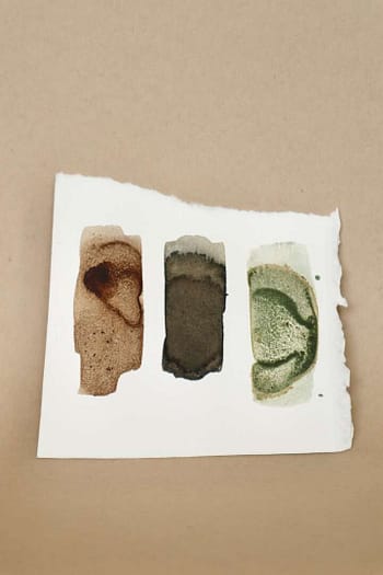 Wild Ink Set: The Curios