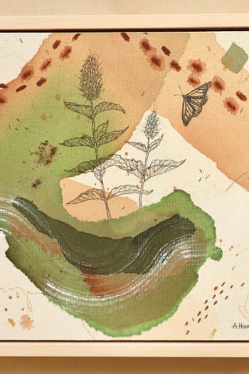 Anise Hyssop + Viceroy Butterfly