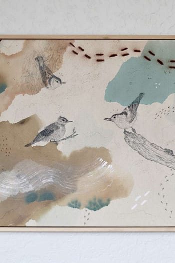 “White-Breasted Nuthatch, the Acrobatic Nutcracker”