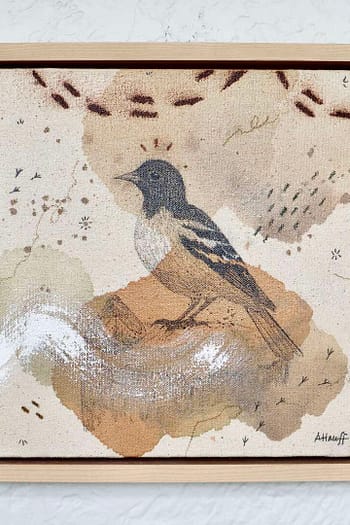 Baltimore Oriole Mini Original