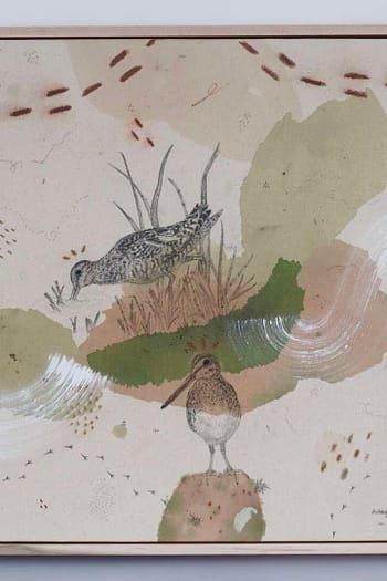 Wilson's Snipe, the Real Deal