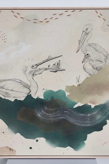 American White Pelican Has the Scoop