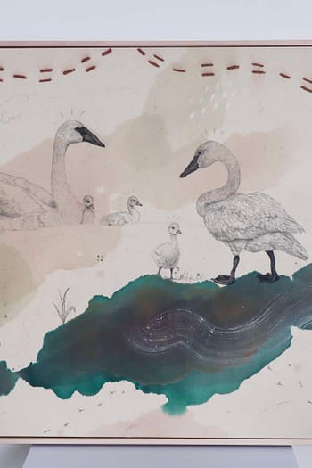 Trumpeter Swan, Big Love on the Lake