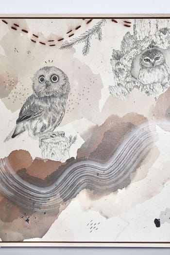 northern saw-whet owl