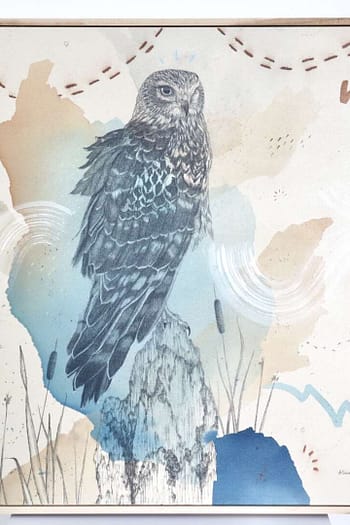 "Northern Harrier, Low Gliding Guide"