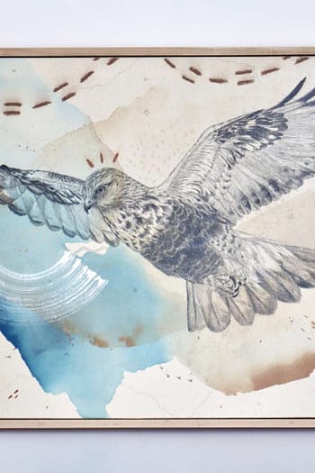 "Rough Legged Hawk, Guardian of the North"