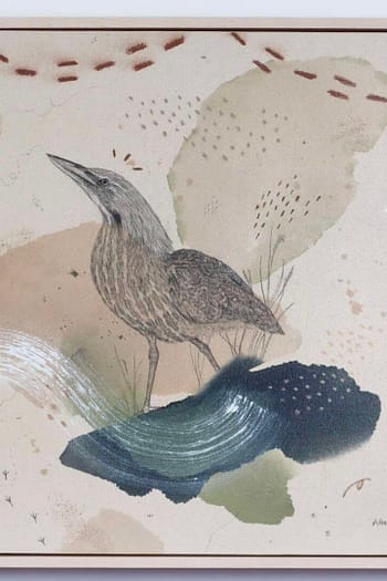 American Bittern, Striking Concealer
