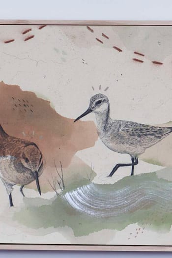 Wilson's Phalaropes Put a Spin on It