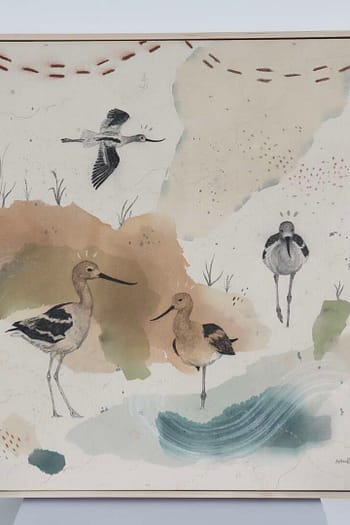 American Avocet, Aristocrat on Stilts