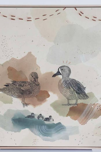 Blue Winged Teals Go the Distance