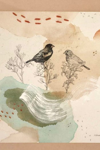 Lark Bunting Rolled Canvas Print 12x12