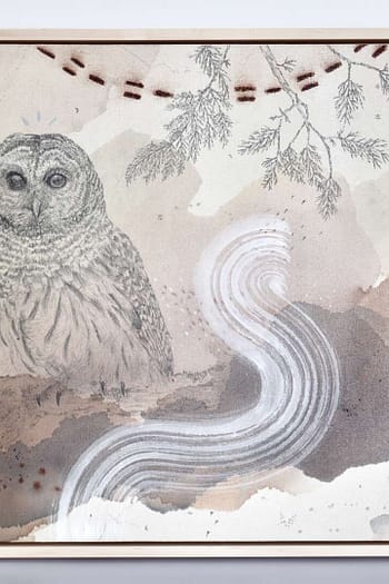 Barred owl