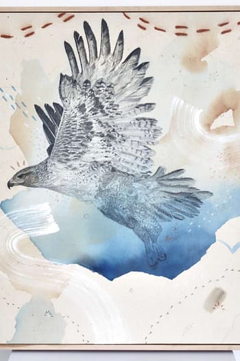 "Ferruginous Hawk, Open Country Guide"