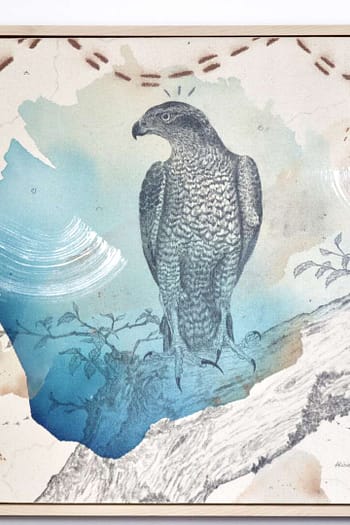 "American Goshawk, Baron of the Backwoods"