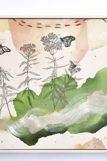 "Swamp Milkweed, Crowned Host for Most Pollinators"